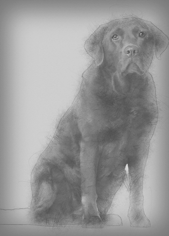 Labrador Retriever 8 years