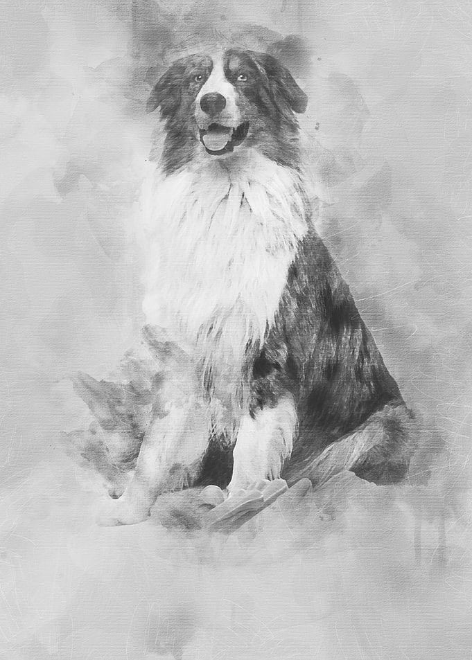 Australian Shepherd sittin