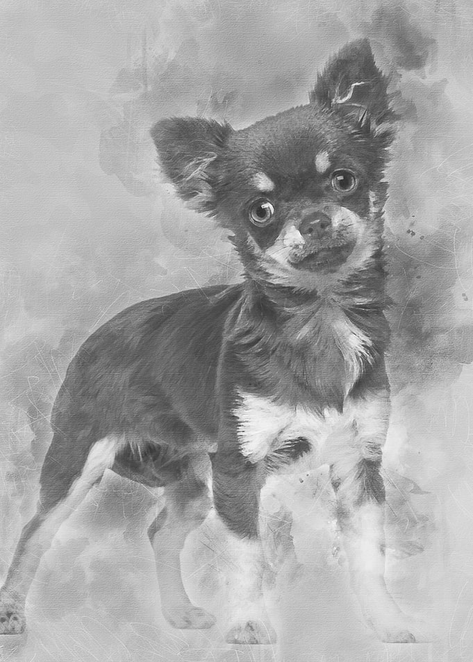 Chihuahua looking at camer