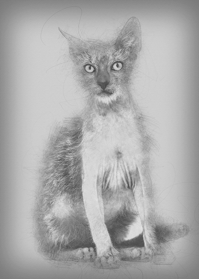 Kitten Lykoi cat 3 months