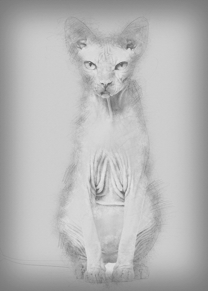 Sphynx Hairless Cat 4 year