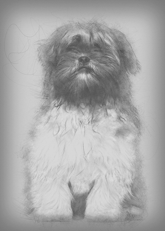 Lhasa apso sitting against