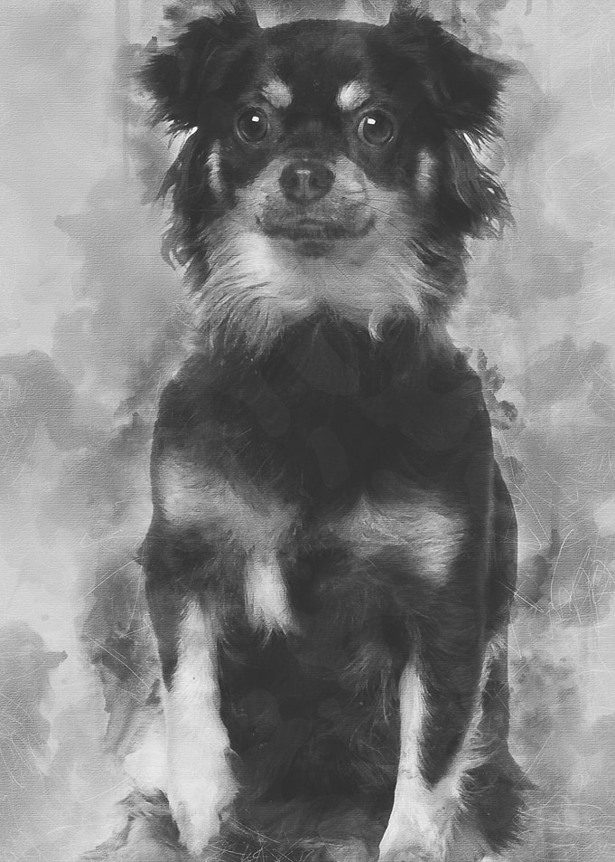 Chihuahua 1 year old sitti