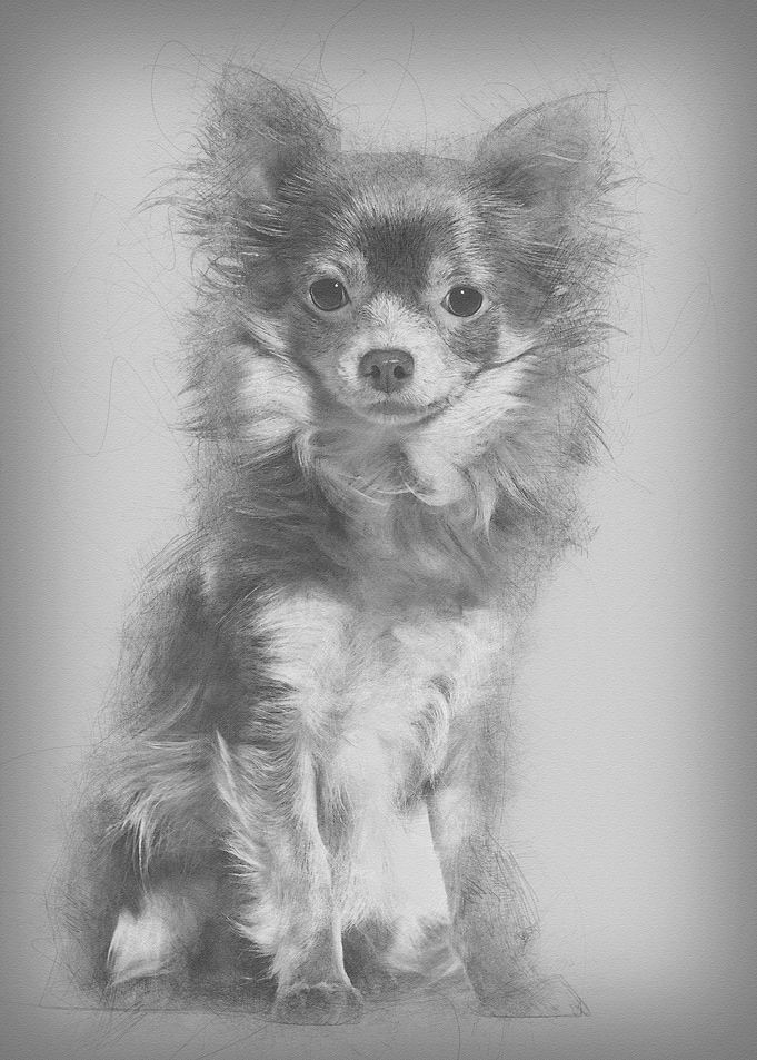 Mixed breed dog sitting ag