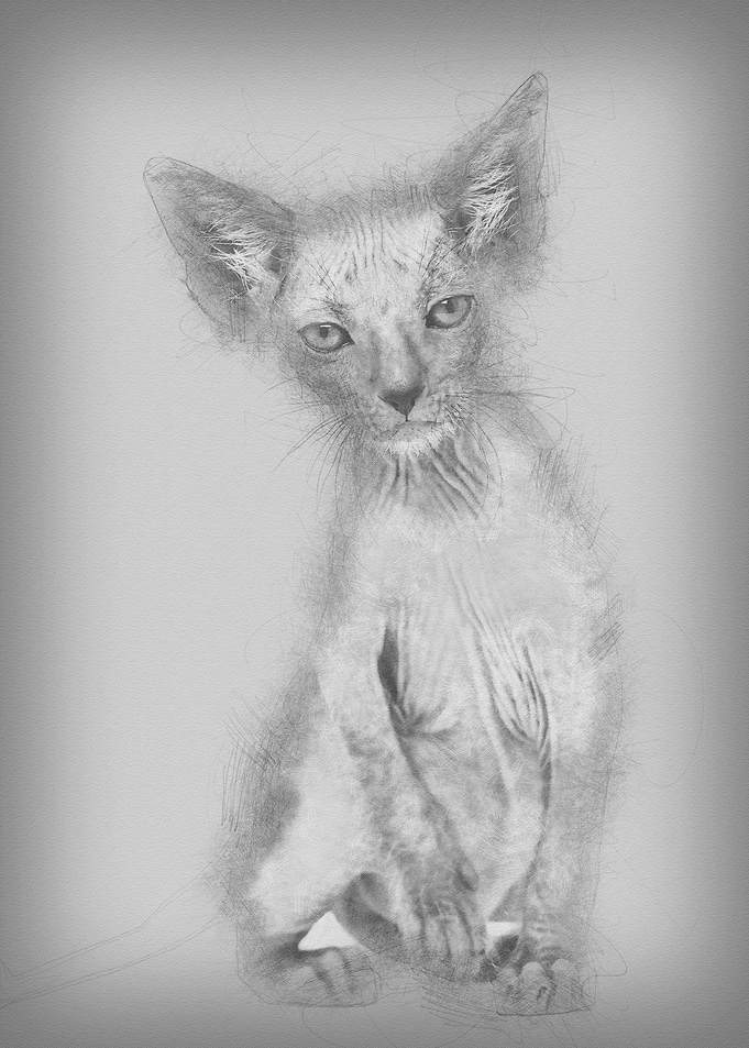 Kitten Lykoi cat 7 weeks o
