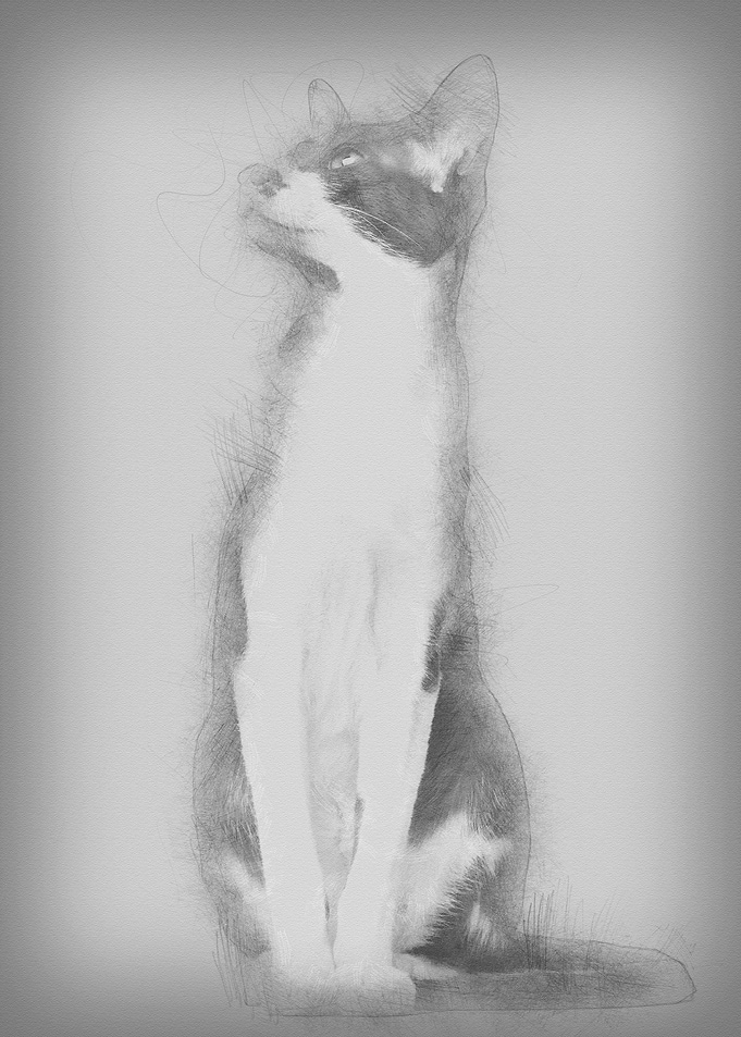 Oriental Shorthair sitting