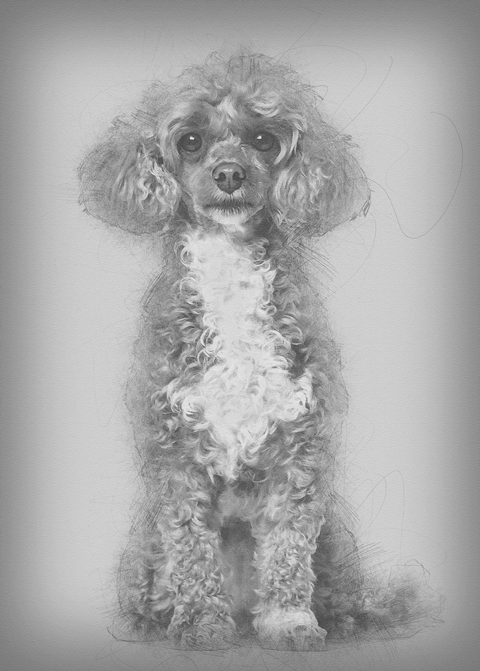 Poodle dog sitting and loo