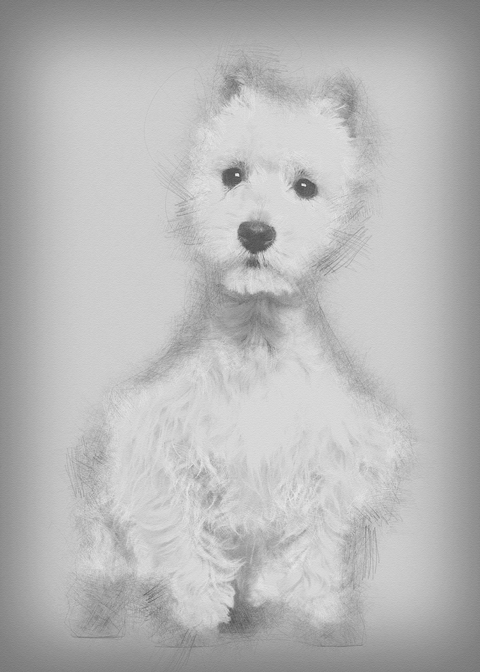 West Highland White Terrie