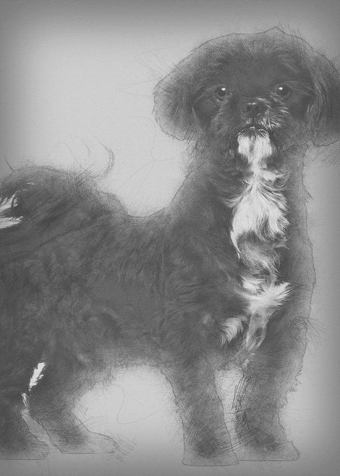 Shih Tzu standing