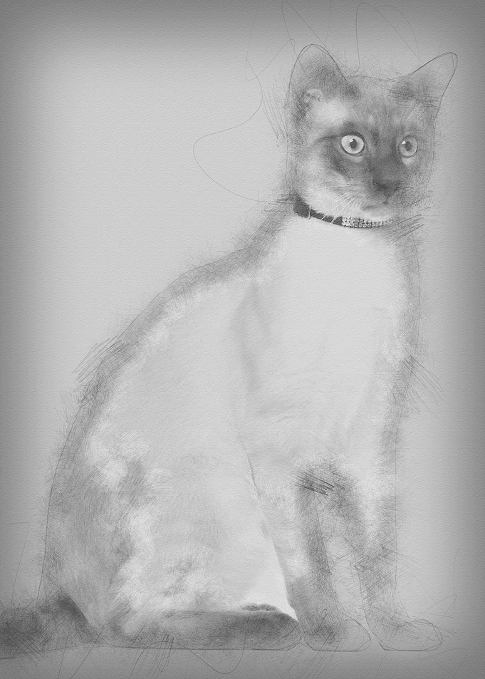 Siamese cat 8 months old s