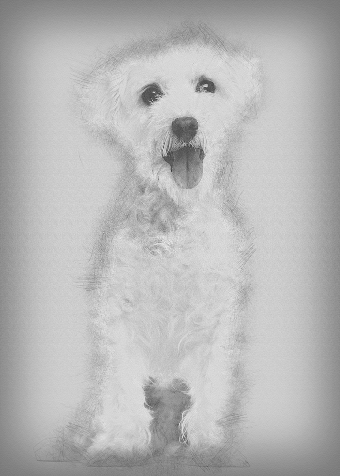 Maltese dog 3 years old si