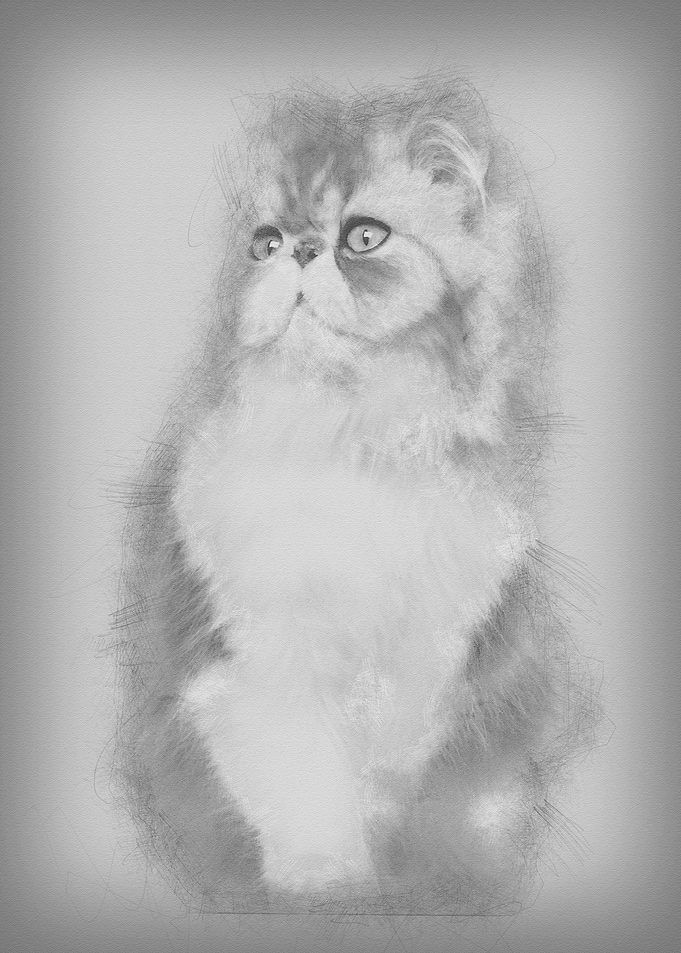 Persian cat 7 months old