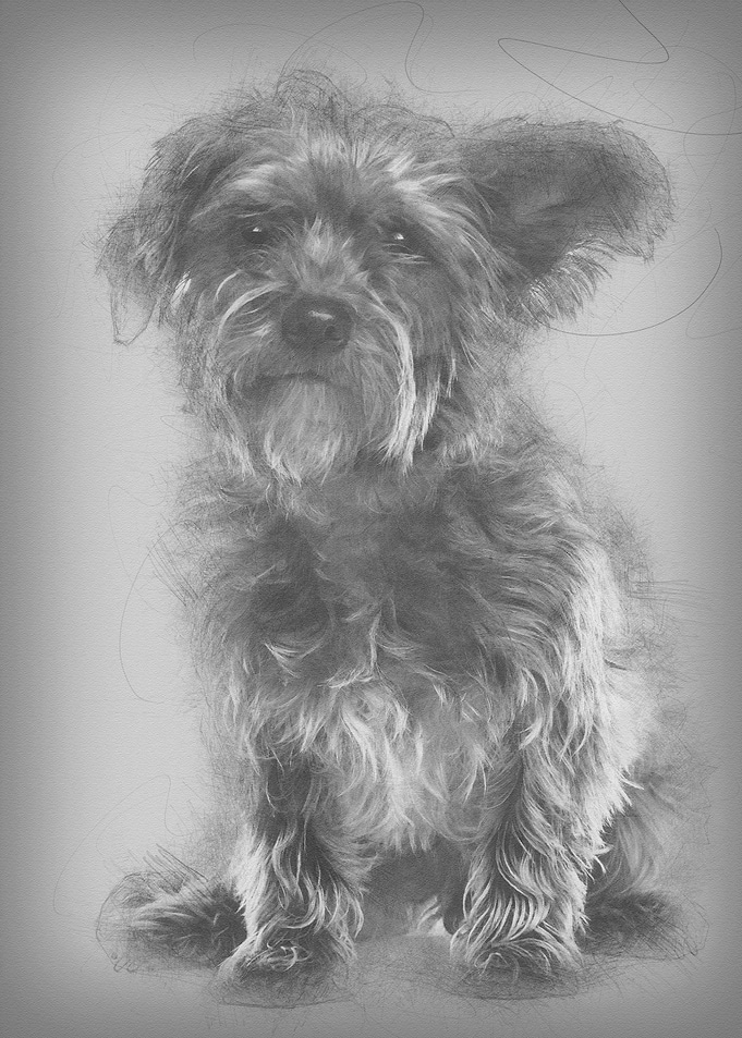 Mixedbreed dog 3 years ol