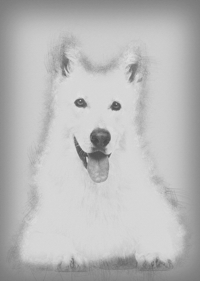 Swiss Shepherd dog 5 years
