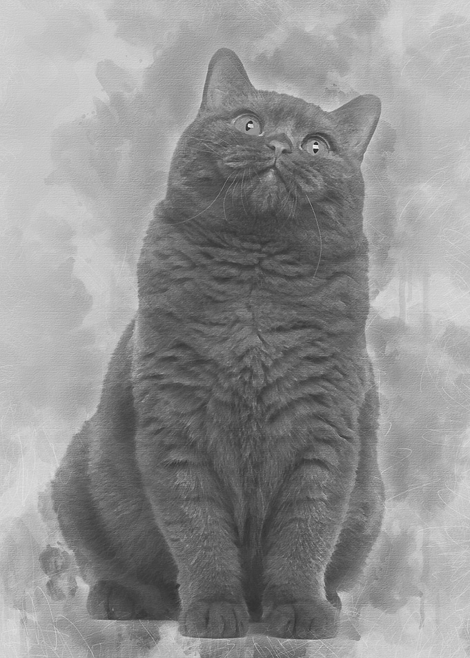 British Shorthair 20 month