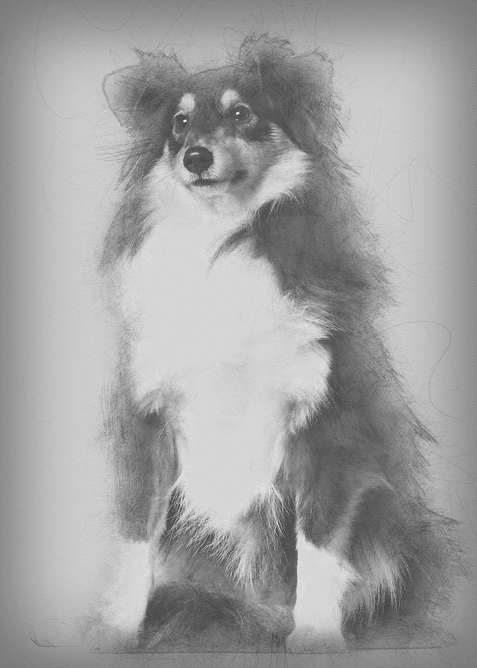 Shetland Sheepdog 1 year o