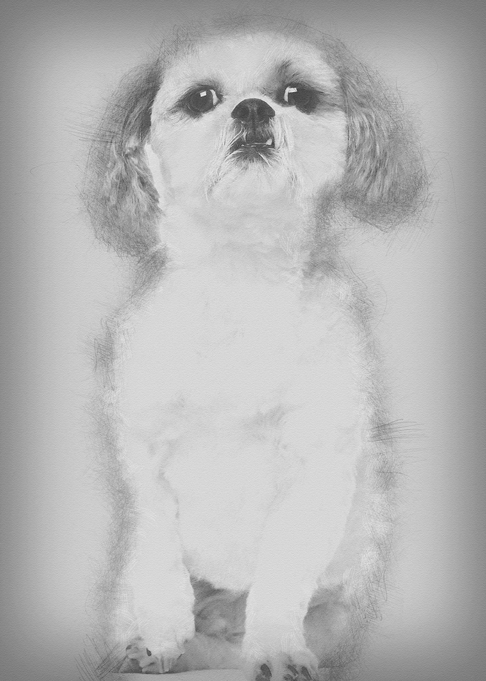 Shih Tzu 2 and a half year