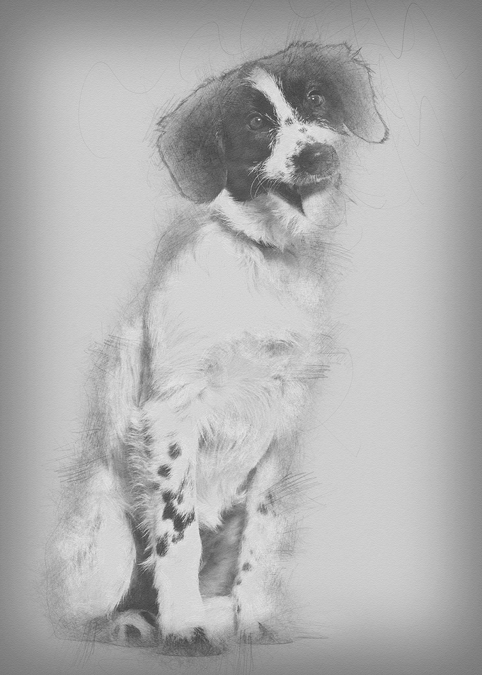 Mixedbreed dog sitting ag