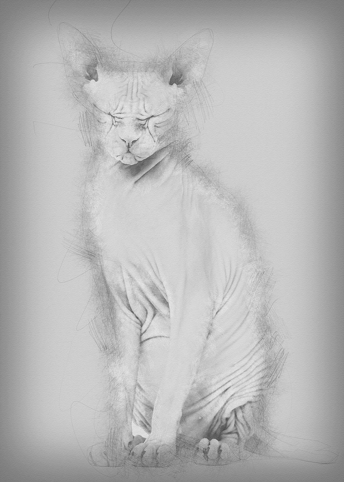 Sphynx Hairless Cat 4 year