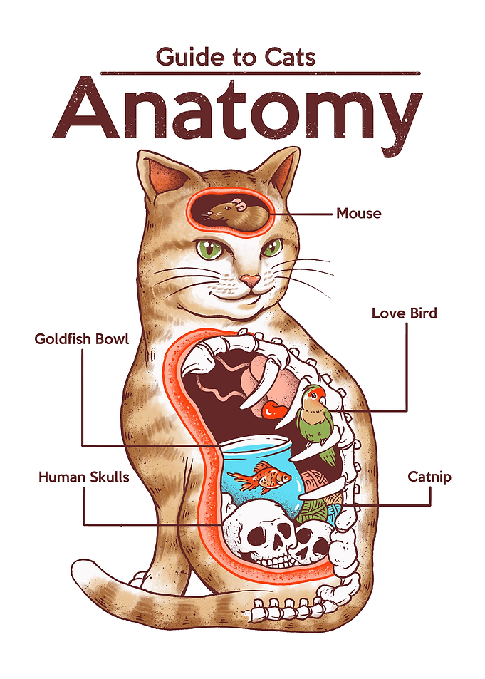 Anatomy of a Cat