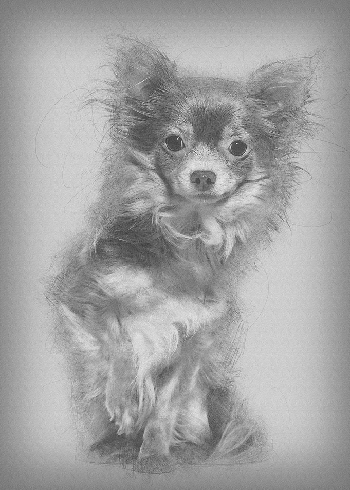 Mixed breed dog sitting ag