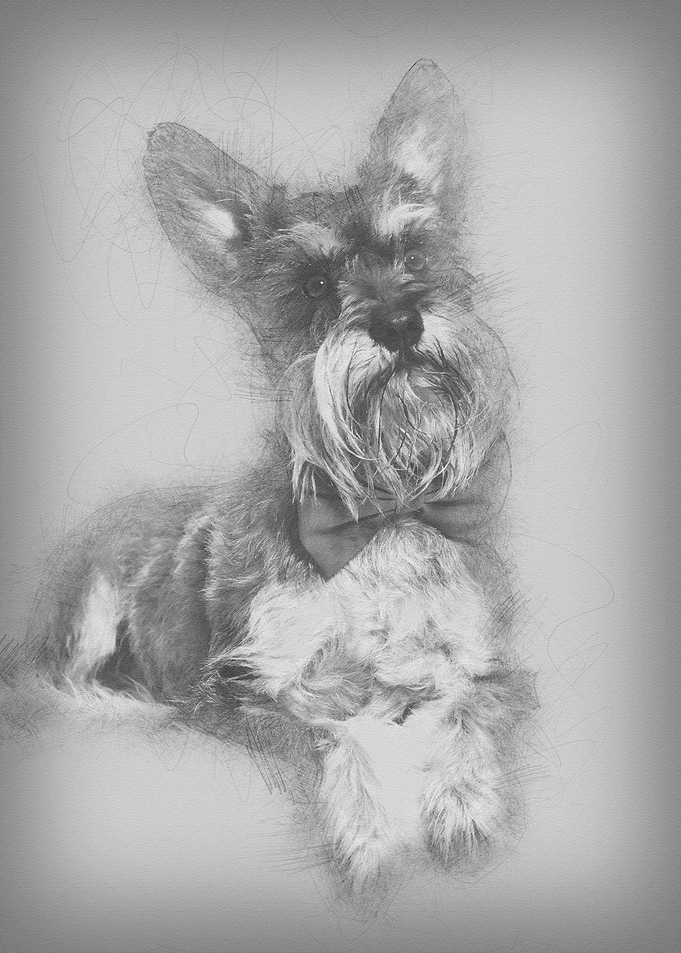 Schnauzer lying against wh