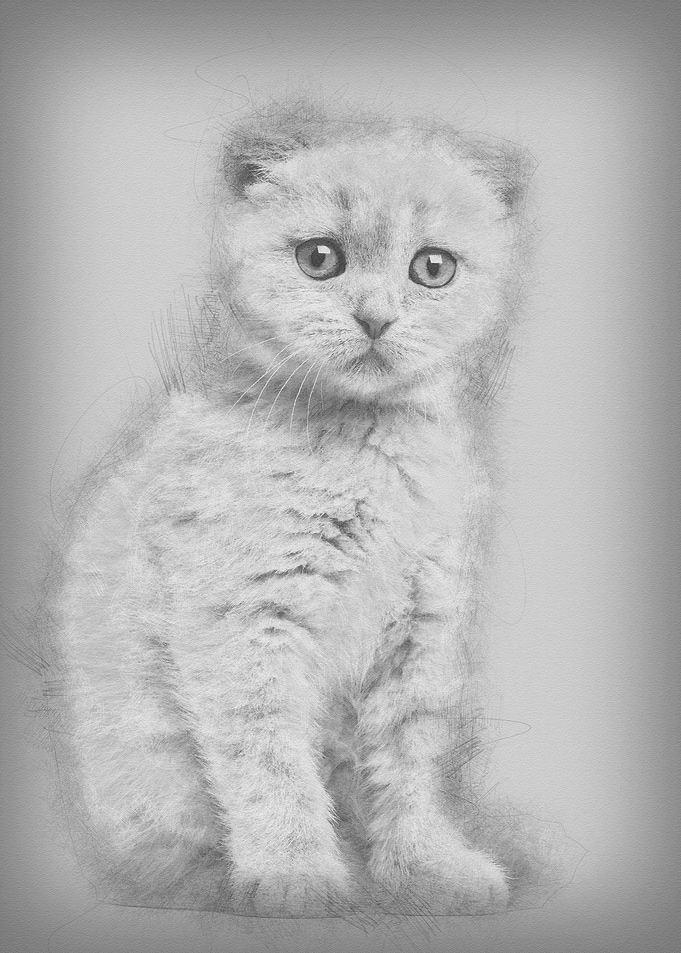 Portrait of Scottish Fold