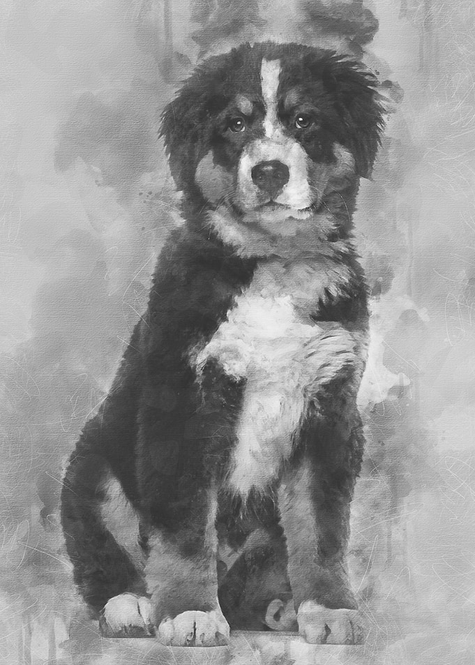 Bernese Mountain Dog 4 mo