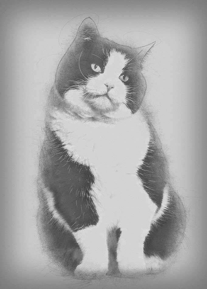 Mixed breed cat sitting ag