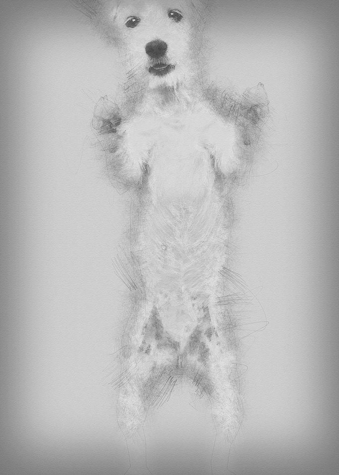 Parson Russell Terrier sta