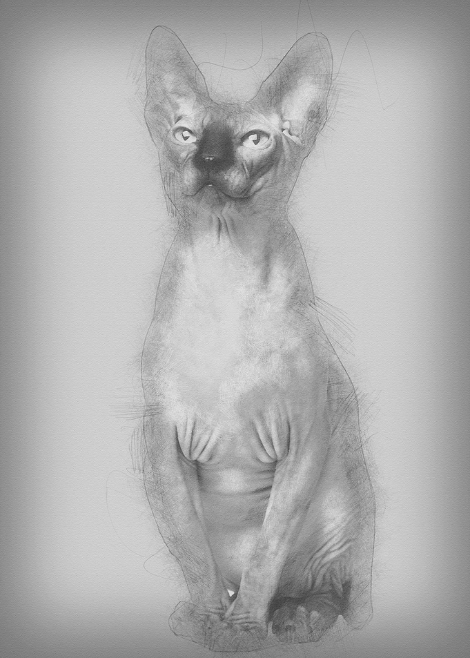Sphynx cat 1 year old sitt