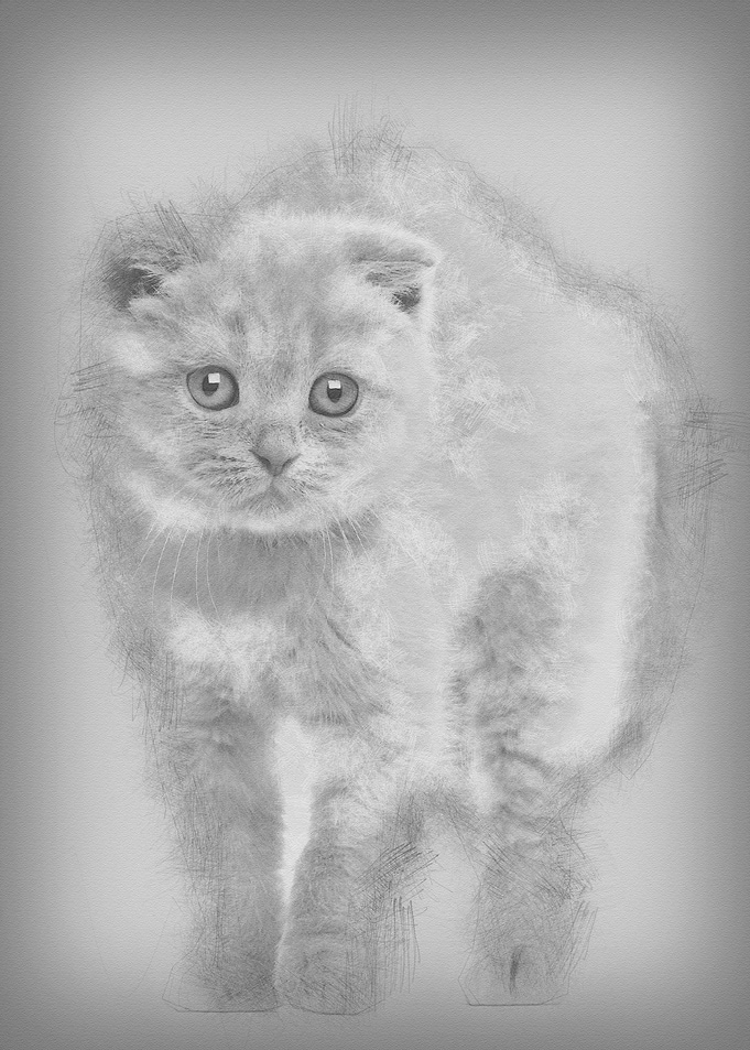 Portrait of Scottish Fold