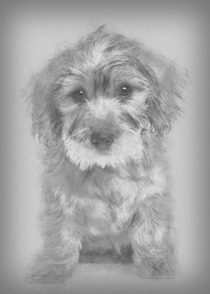 Mixedbreed dog puppy 3 mo