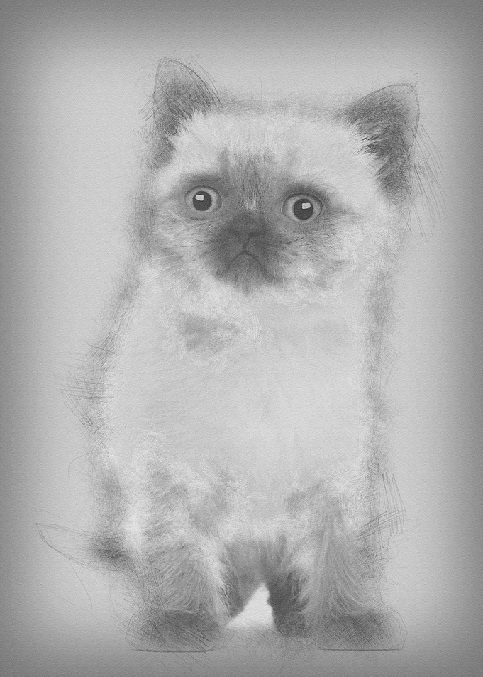 Portrait of British Shorth