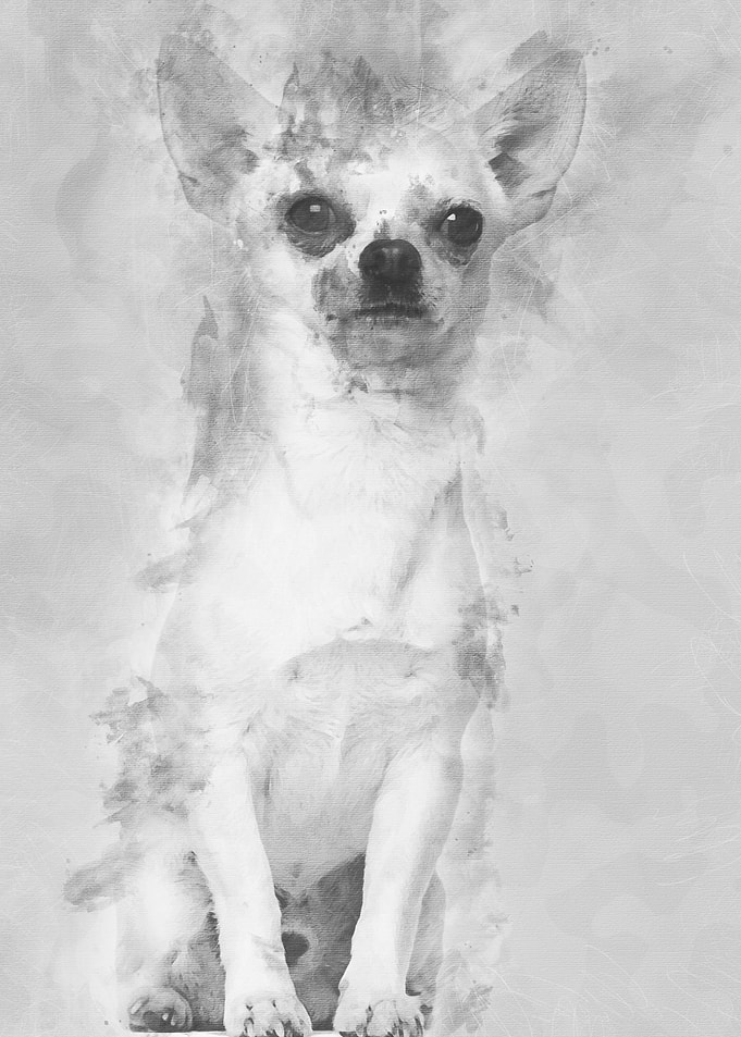 Chihuahua sitting against
