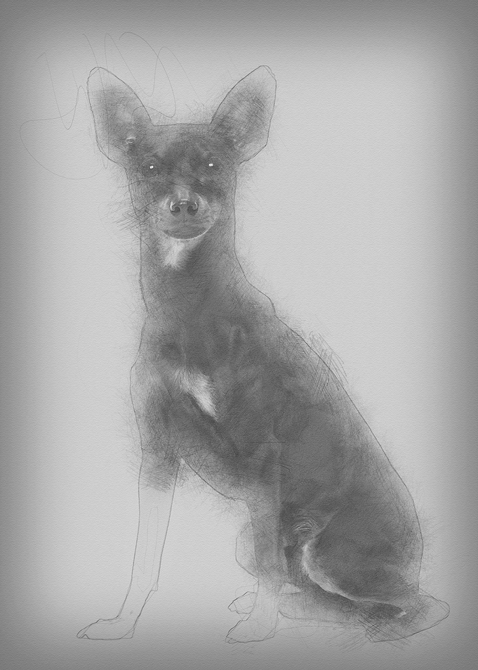 Miniature Pinscher 10 mont