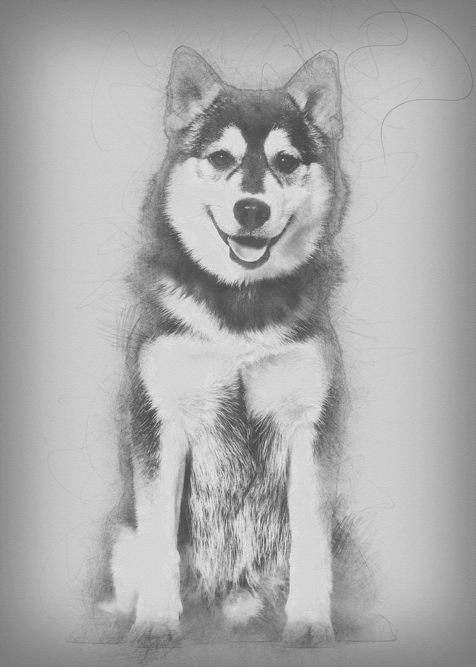 Pomsky dog sitting against