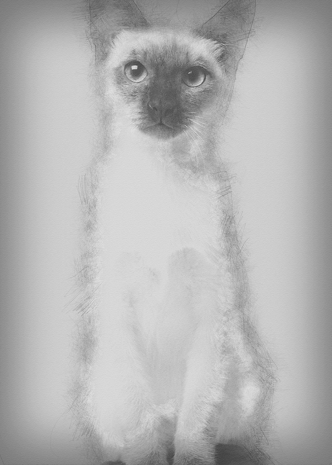 Thai kitten 5 months old s