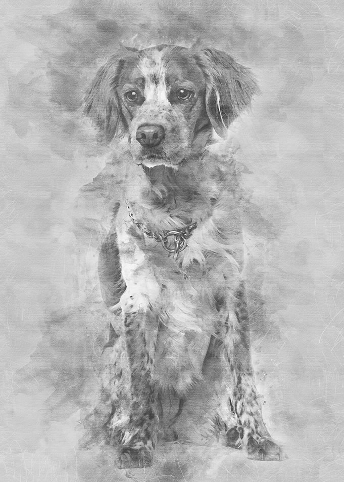 Brittany dog sitting again
