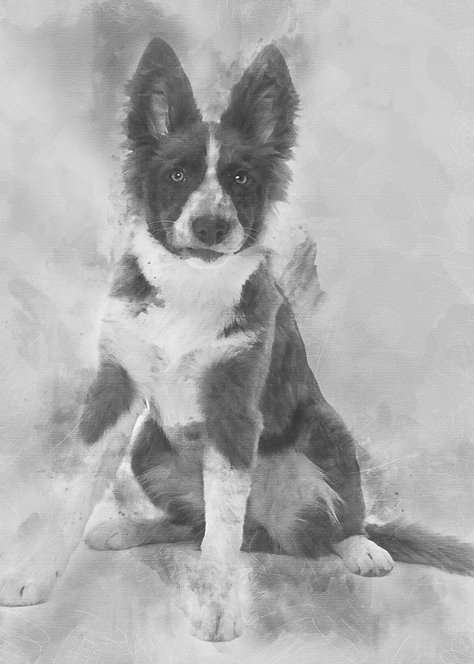 Border Collie puppy 5 mont