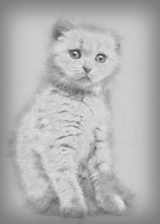 Portrait of Scottish Fold