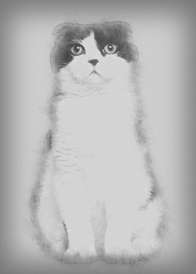 Scottish Fold 6 months old
