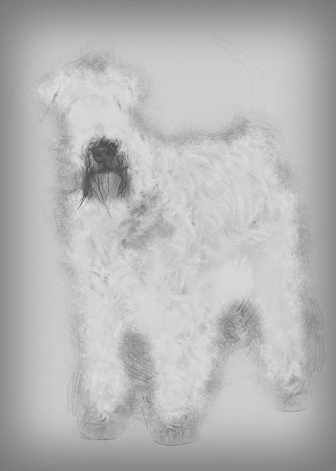 SoftCoated Wheaten Terrie