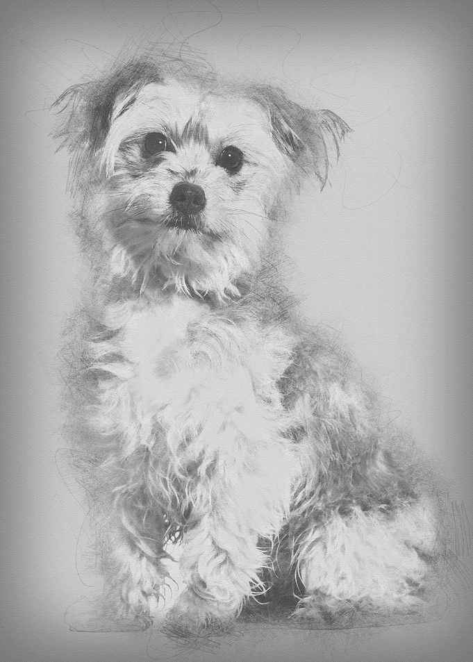 Mixedbreed dog sitting ag