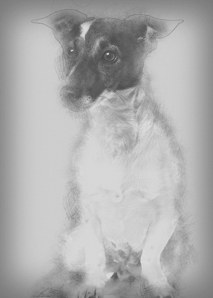 Jack Russell Terrier 1 and