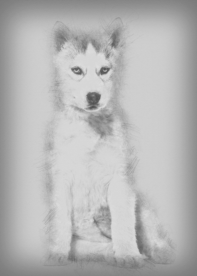 Husky dog 2 months old sit