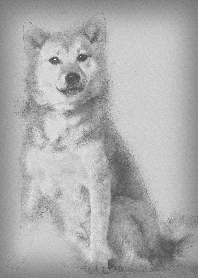 Shiba Inu 1 year old sitti