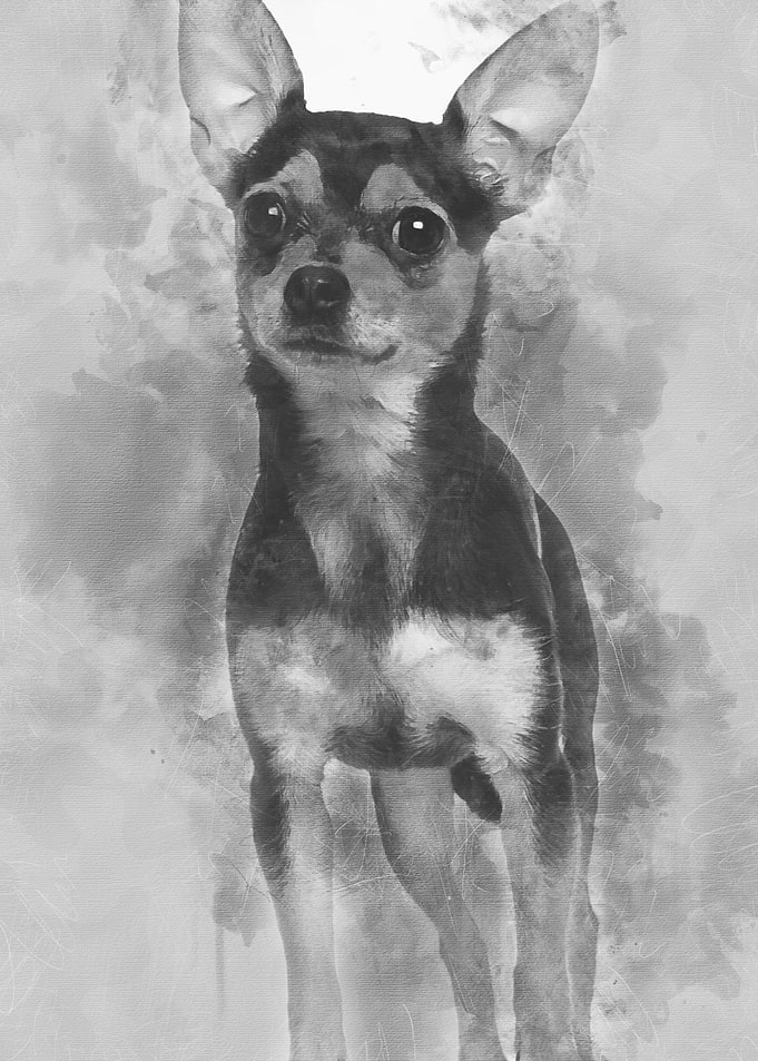 Chihuahua 1 year old stand