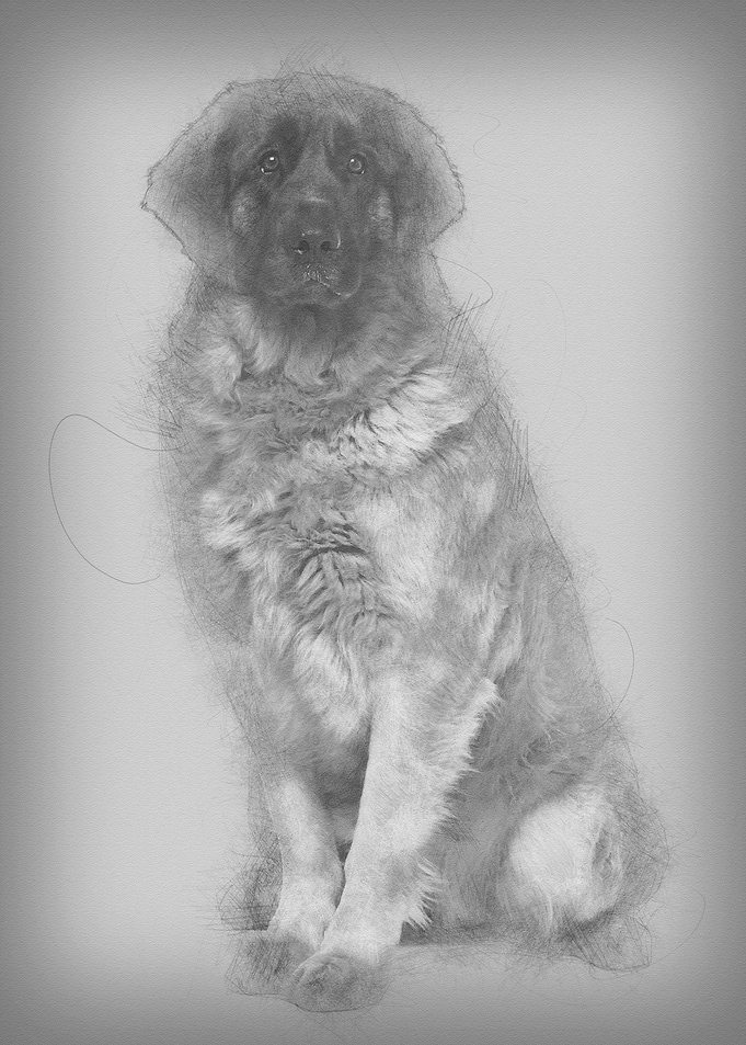 Leonberger dog 2 years old
