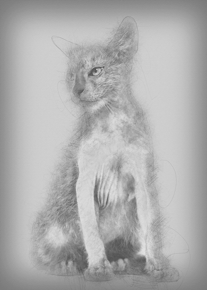 Kitten Lykoi cat 3 months